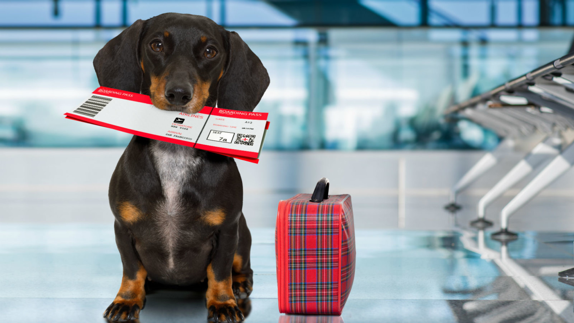 Ветеринарное свидетельство формы 1 для перевозки животных