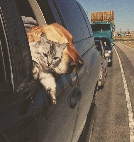 Справка для перевозки животных